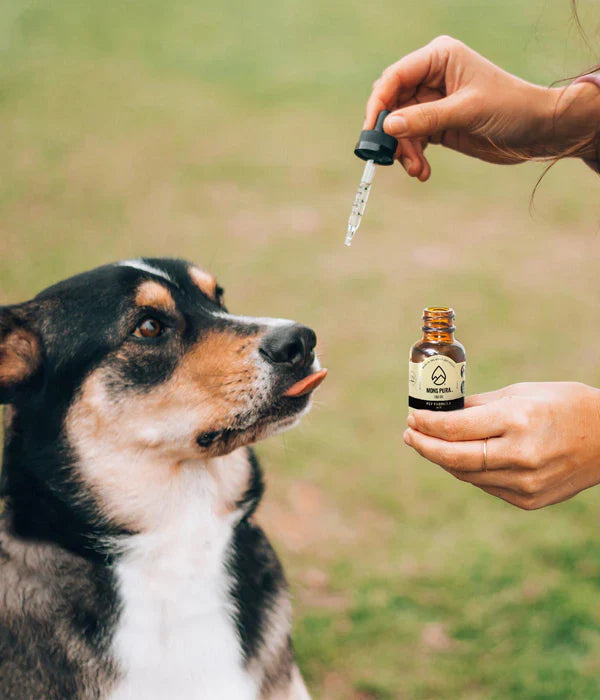 Pet
